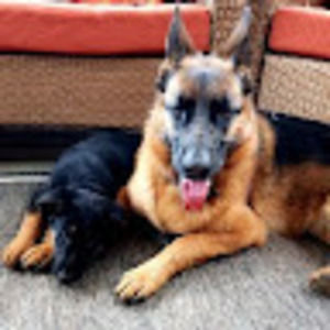 Meet your Posher, David and faye